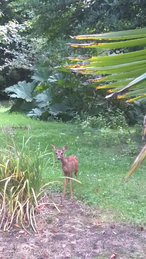 Manoir En Cotentin , Tamerville Dış mekan fotoğraf
